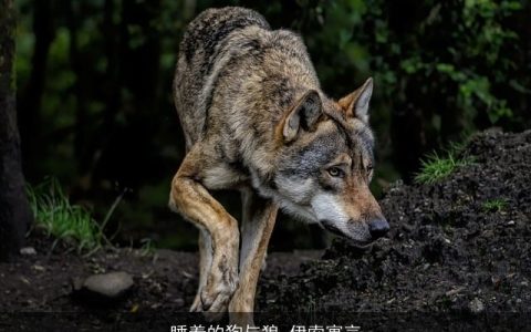 睡着的狗与狼_伊索寓言