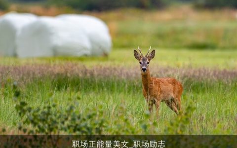 职场正能量美文_职场励志