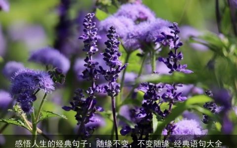 感悟人生的经典句子：随缘不变，不变随缘_经典语句大全