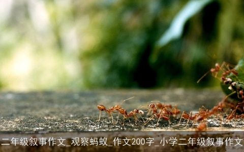 二年级叙事作文_观察蚂蚁_作文200字_小学二年级叙事作文