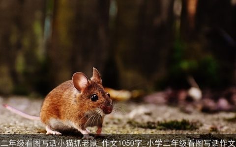 二年级看图写话小猫抓老鼠_作文1050字_小学二年级看图写话作文