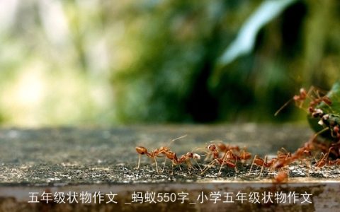 五年级状物作文 _蚂蚁550字_小学五年级状物作文