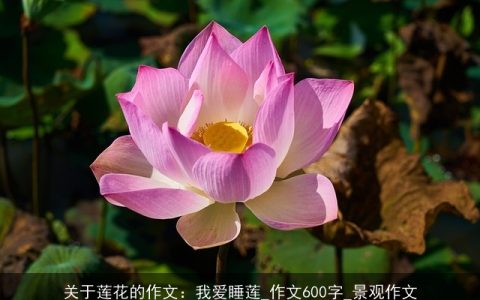 关于莲花的作文：我爱睡莲_作文600字_景观作文