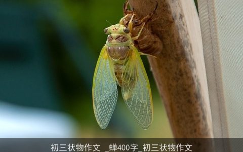 初三状物作文 _蝉400字_初三状物作文