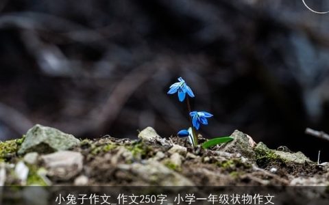小兔子作文_作文250字_小学一年级状物作文