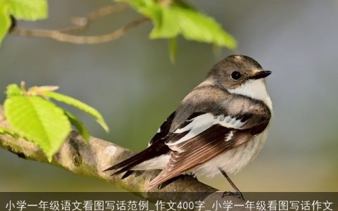 小学一年级语文看图写话范例_作文400字_小学一年级看图写话作文