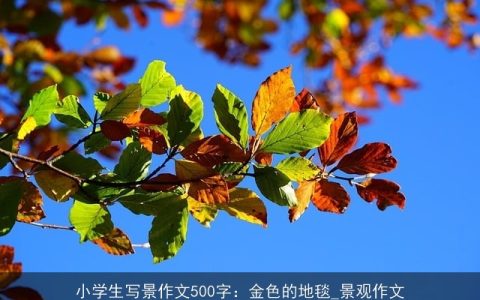 小学生写景作文500字：金色的地毯_景观作文