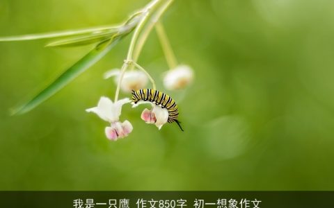 我是一只鹰_作文850字_初一想象作文