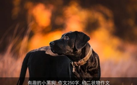 有趣的小黑狗_作文250字_初二状物作文