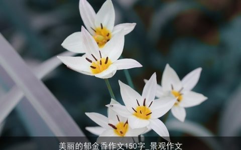 美丽的郁金香作文150字_景观作文