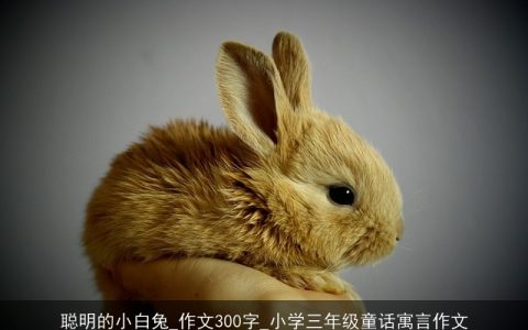 聪明的小白兔_作文300字_小学三年级童话寓言作文