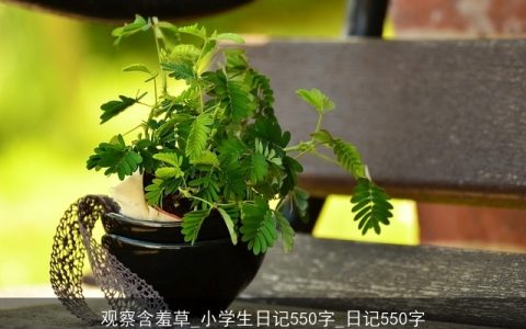 观察含羞草_小学生日记550字_日记550字