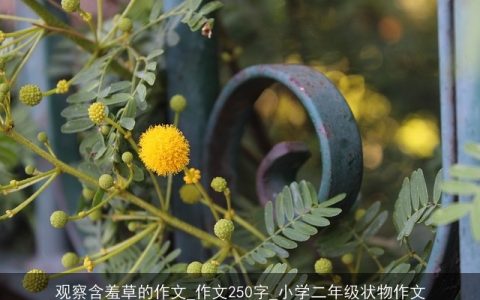 观察含羞草的作文_作文250字_小学二年级状物作文