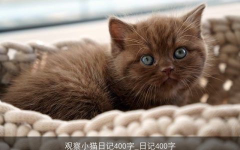 观察小猫日记400字_日记400字