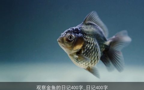 观察金鱼的日记400字_日记400字