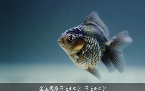 金鱼观察日记400字_日记400字