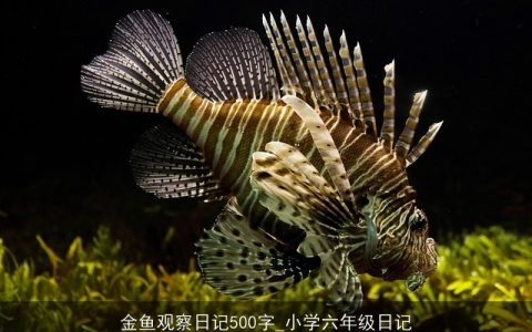 金鱼观察日记500字_小学六年级日记